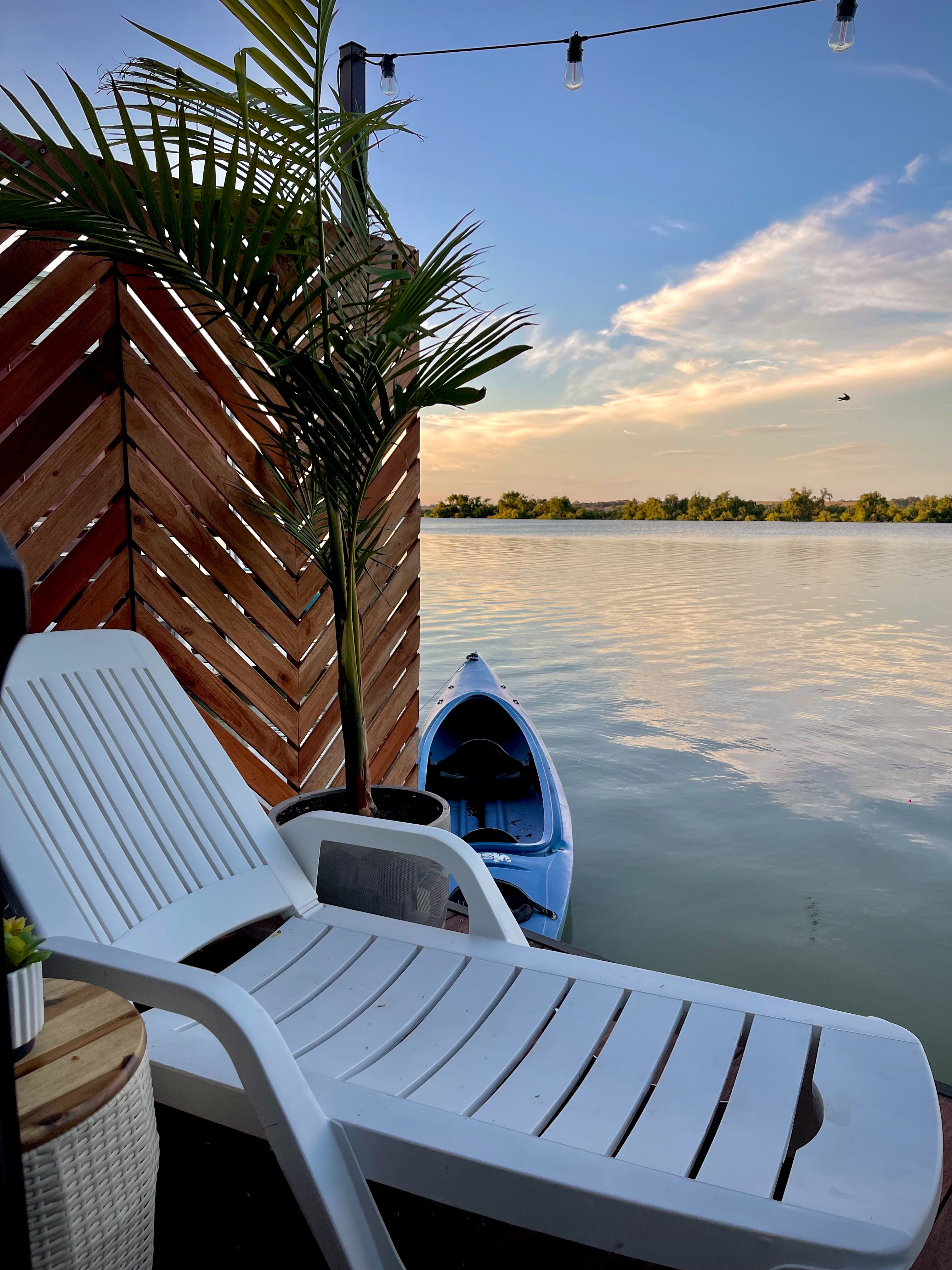 The Welcome Swallow - Image 4